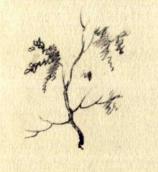 Branch. Sketch