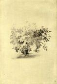 Trees. Sketch (fol. 19 v.)