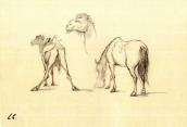 Camels. Horse (fol. 27 r.)